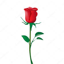 single red rose stock vector by