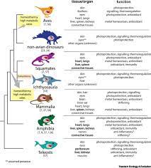 evolution of melanin in vertebrates