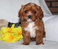 12 to 25 pounds life span: Cavapoo For Sale In Michigan 21 Petzlover