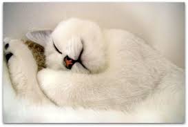 Bildergebnis für weiße Katzen