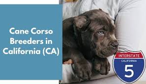 Find cane corso in dogs & puppies for rehoming | find dogs and puppies locally for sale or adoption in canada : 27 Cane Corso Breeders In California Ca Cane Corso Puppies For Sale Animalfate