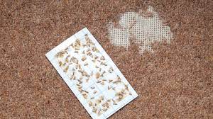 how to get rid of carpet moths and