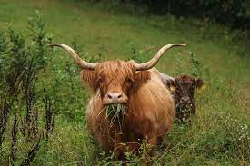 breed profile highland cows manna pro