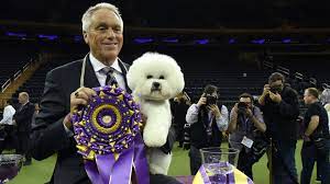 The westminster dog show is a competition hosted by the american kennel club that brings dogs of all breeds from around the world together to compete in what is the tv schedule? Westminster Dog Show 2021 Live Breed Results Winners For Every Group Best In Show Sports Grind Entertainment