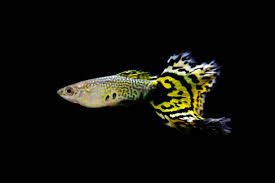 167 Guppies Stock Photos, Pictures & Royalty-Free Images - iStock