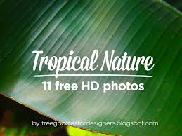 free 11 tropical nature photos hd by