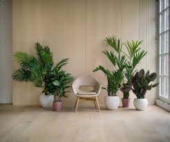 match house plants to flooring a
