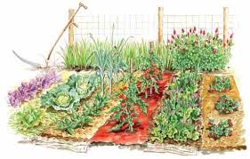 vegetable garden mulches