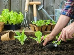 Gardening To Do List September Tasks