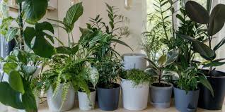 the 10 best indoor plants for those who