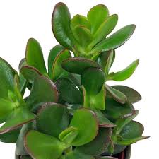 15 jade plants money plant succulent