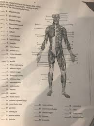 Unlabelled diagram of the muscles of the body for pupils to complete. Identify The Lettered Muscles In The Diagram Of Th Chegg Com