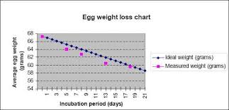 How To Maintain Right Humidity In Incubator Chicken Prod Blog