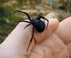 Black widow spider venom can be deadly but how likely are you to be bitten? Black Widow Black Widow Control Pest Control Information