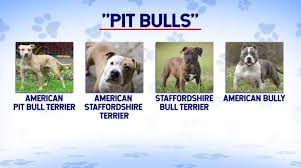 These dogs are tall, slender, athletic, with longer, wedgier heads. Sorting Out Fact From Fiction About Pit Bulls
