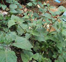 herbal plants that the paliyar tribals