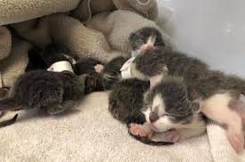 See more ideas about cute cats, cats and kittens, kittens. Authorities Rescue 72 Cats Kittens In Northwest Tucson Hoarding Case Local News Tucson Com