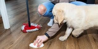 potty training a puppy when you live in