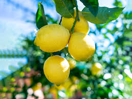 how to grow citrus trees stodels
