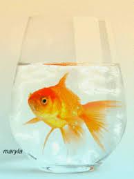 top 30 gold fish gifs find the best