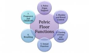 pelvic floor dysfunction physiopedia