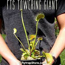 Venus flytraps are carnivorous plants capable of exactly what their name suggests: Fts Towering Giant Venus Flytrap