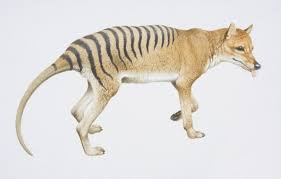 Small cat like head doesnt seem to match thylacine head descriptions. Tasmanian Tiger Sightings Most Recent Thylacine Sightings Better Homes And Gardens