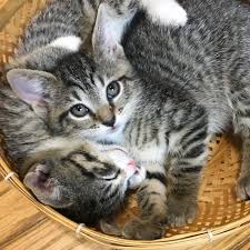 Adopt a kitten or cat from san diego county's helen woodward animal center today! Shish And Patty Are Up For Adoption Together Go To Https Orphankittenclub Org Adopt To Find Out More Kitten Adoption Kitten Pictures Baby Kittens