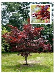 Five Japanese Maples For Small Gardens