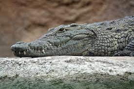 Crocodile - Wikipedia