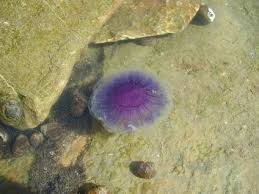 British Jellyfish