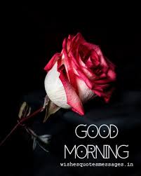good morning images with rose flower hd