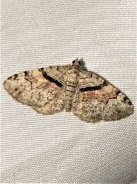 a special moth erfly ridge