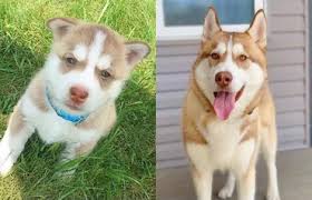 Experts say that it starts from six to seven weeks. Husky Eye Color The Complete Guide