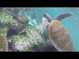 Ef Tours Charting The Galapagos 2018 Youtube