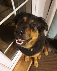 If you are looking for a smart and strong dog, who is loyal and loving, you need look no further. An In Depth Guide To The German Shepherd Rottweiler Mix K9 Web