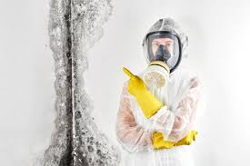 best mold removal toronto in 2022