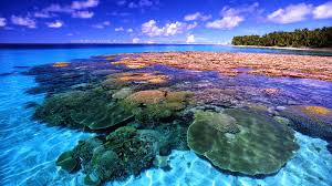 Pertamina berkontribusi dalam pelestarian terumbu karang di indonesia lewat teknologi biorock. 27 Persen Terumbu Karang Indonesia Berstatus Baik Kkp News