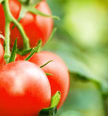 How to grow and care for tomatoes | Love The Garden