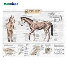 Licensed Educational Plastic 3d Medical Anatomical Wall Chart Poster Equine Horse Skeletal Anatomy Buy Medical Paper 3d Pvc Equine Horse Embossed