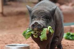 what-food-can-pot-belly-pigs-eat