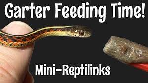 red sided garter snakes try mini