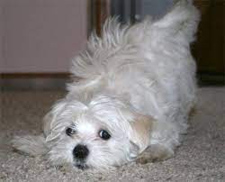 The maltipoo is a cross between a maltese and toy or miniature poodle. Maltipoo For Sale In Denver Colorado Classified Americanlisted Com