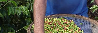Psychology Of Succeeded Crop To Pressure On Coffee Markets