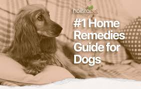 home remes for dogs 1 vet