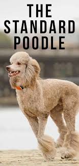 standard poodle information a