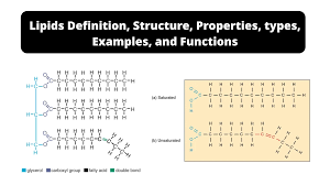 lipids definition structure