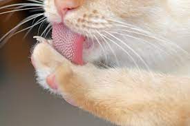 10 Little-Known Facts About Your Cat's Tongue - Cats.com