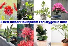 8 Best Indoor Houseplants For Oxygen In