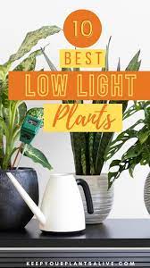 The Top 10 Plants That Thrive In Low